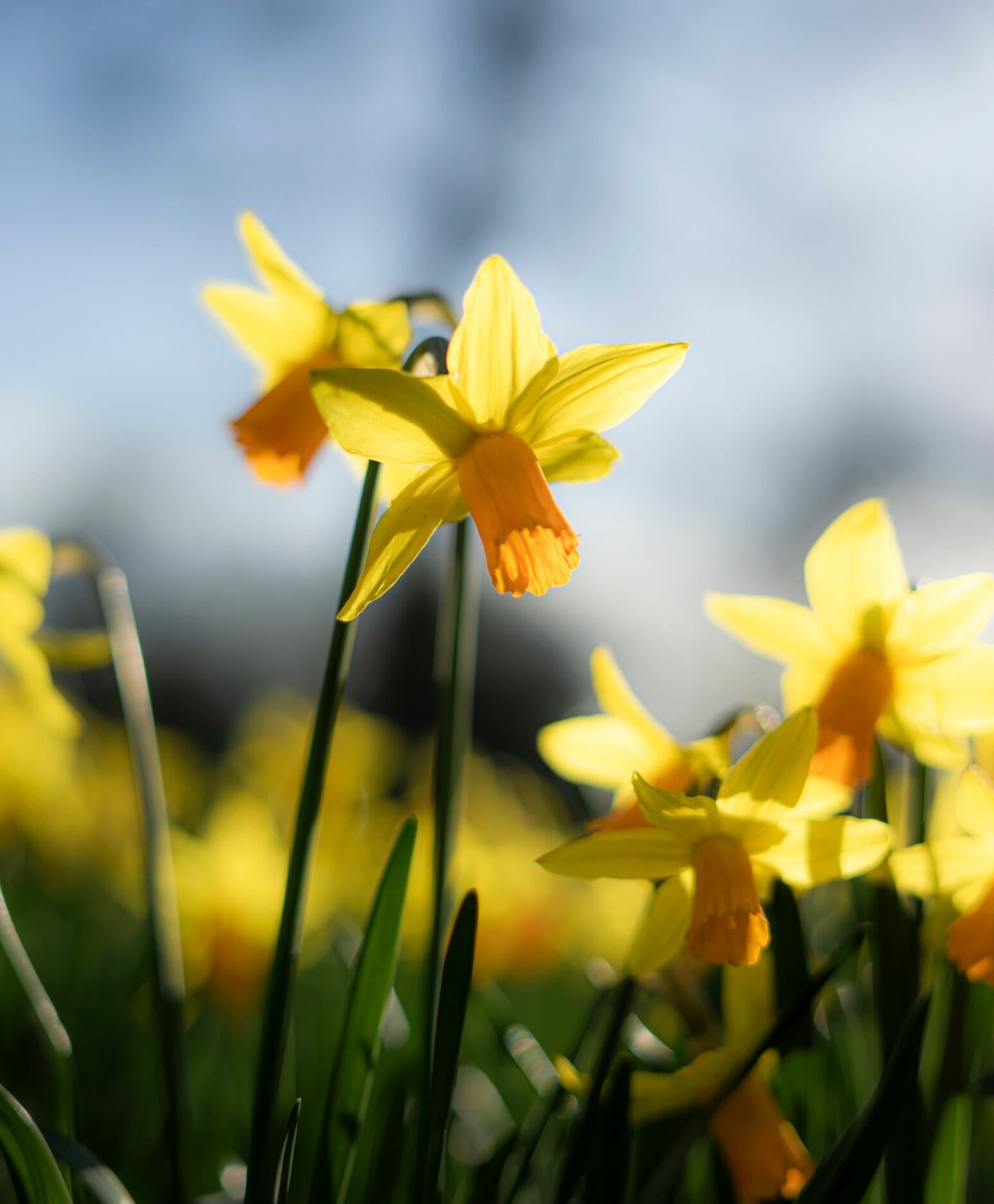 Daffodils in Springtime